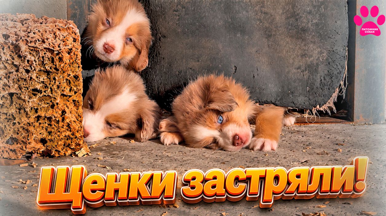 СРАЗУ ЗАСТРЯЛИ! Мы хотели как лучше - открыли выход, а они...