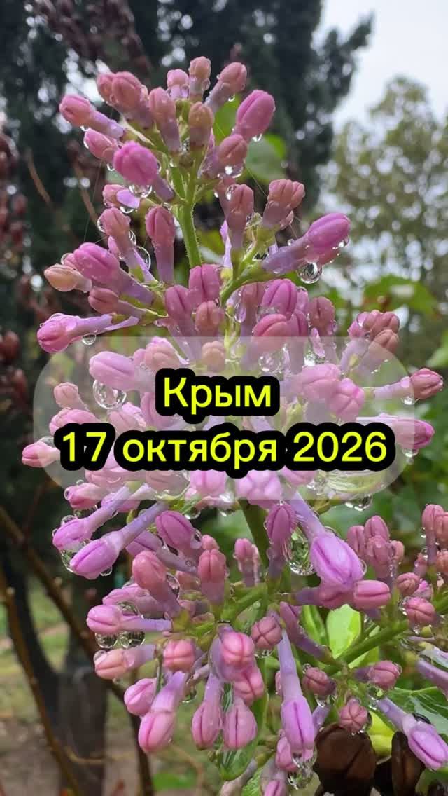 Крым погода сегодня. Крым 17.10.2026 #крым #крым2026 #крымпогода