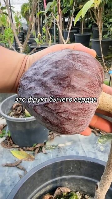 Девочка объясняет