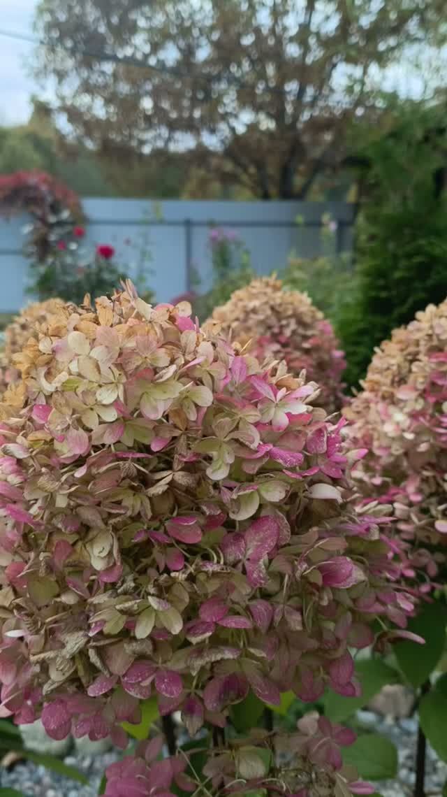 Мой сад🌸🏡❤️