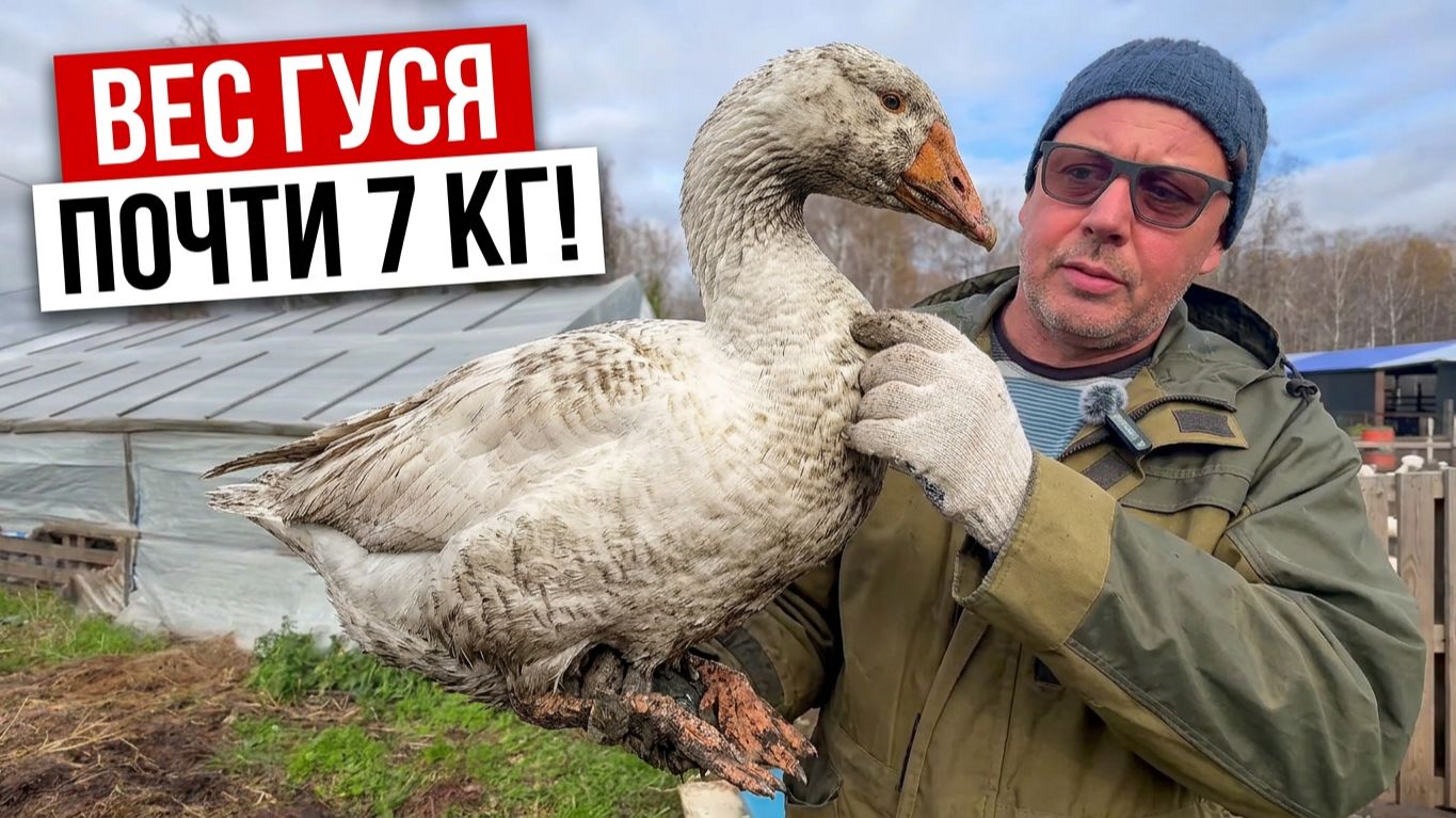 ТАКОЙ ВЕС Я НЕ ОЖИДАЛ! 😱 Завешиваю гусей: сколько чистого мяса? 🍗