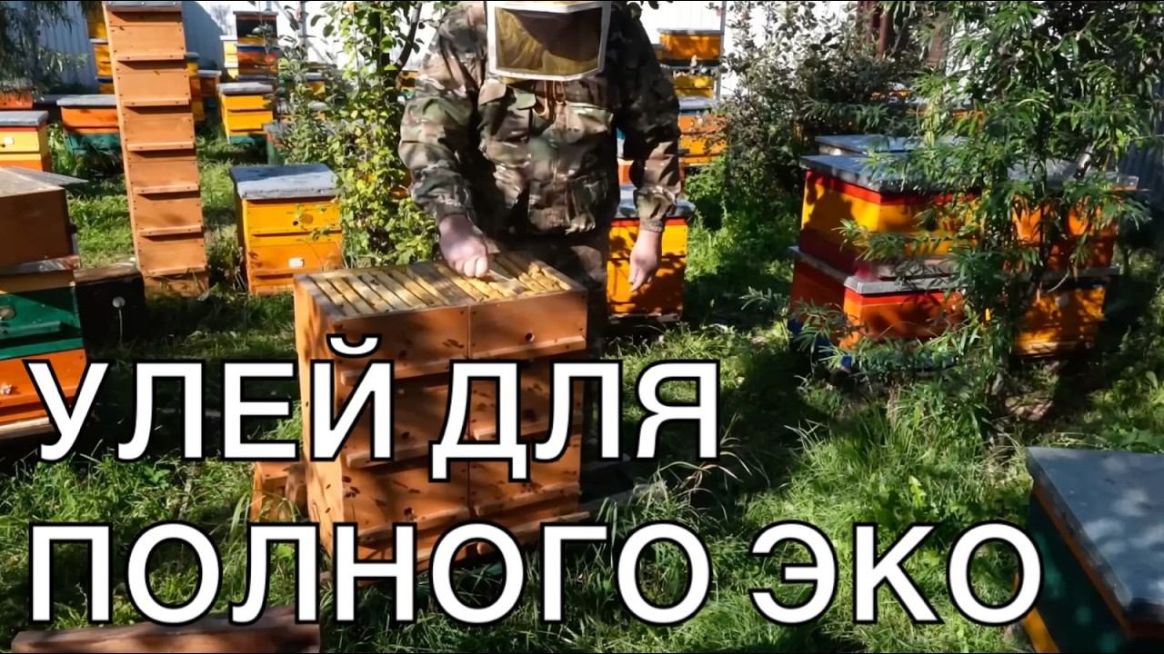 УЛЕЙ ДЛЯ ПОЛНОГО ЭКО. Повтор