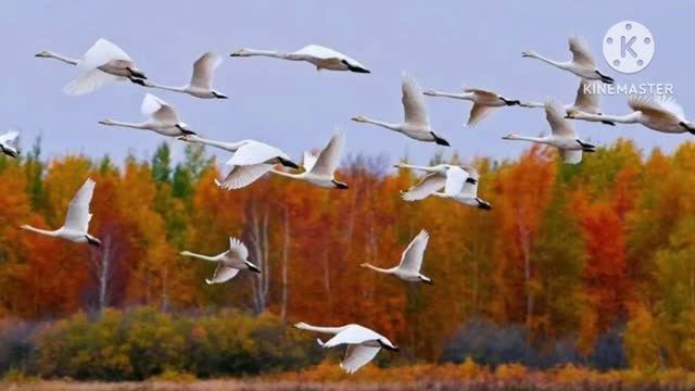 *** ЖУРАВЛИНЫЙ КРИК В ОСЕННЕМ НЕБЕ ТАЕТ...УЛЕТАЮТ ,УЛЕТАЮТ ЖУРАВЛИ))) ***