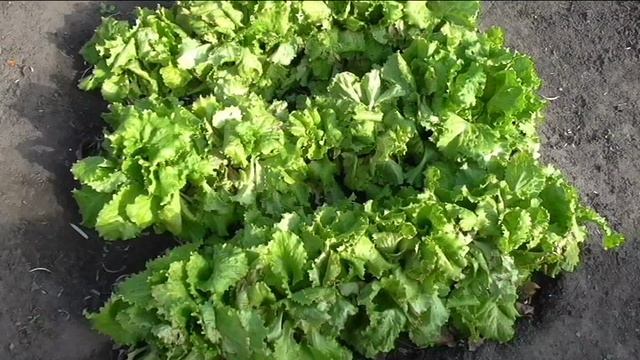 зеленные культуры