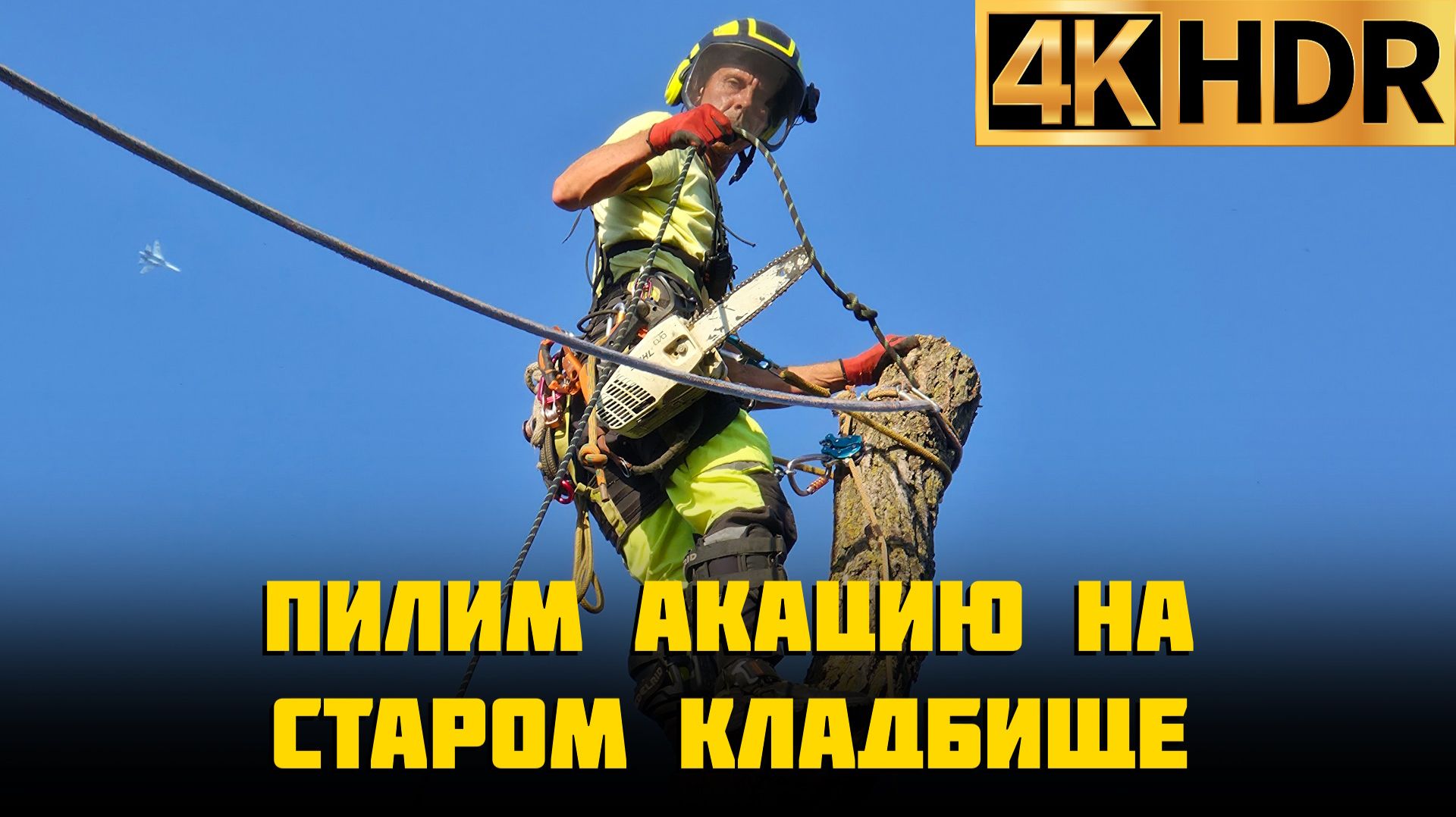Спил деревьев
