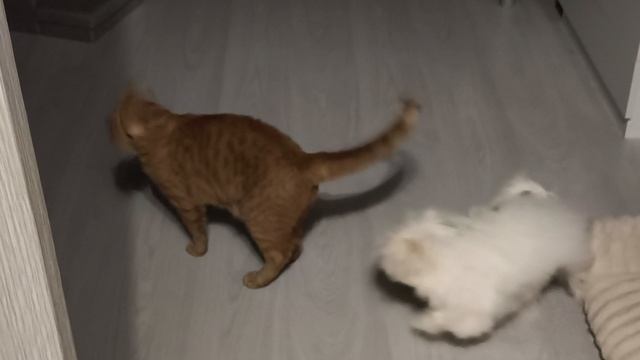 балонка играет с котом.mp4