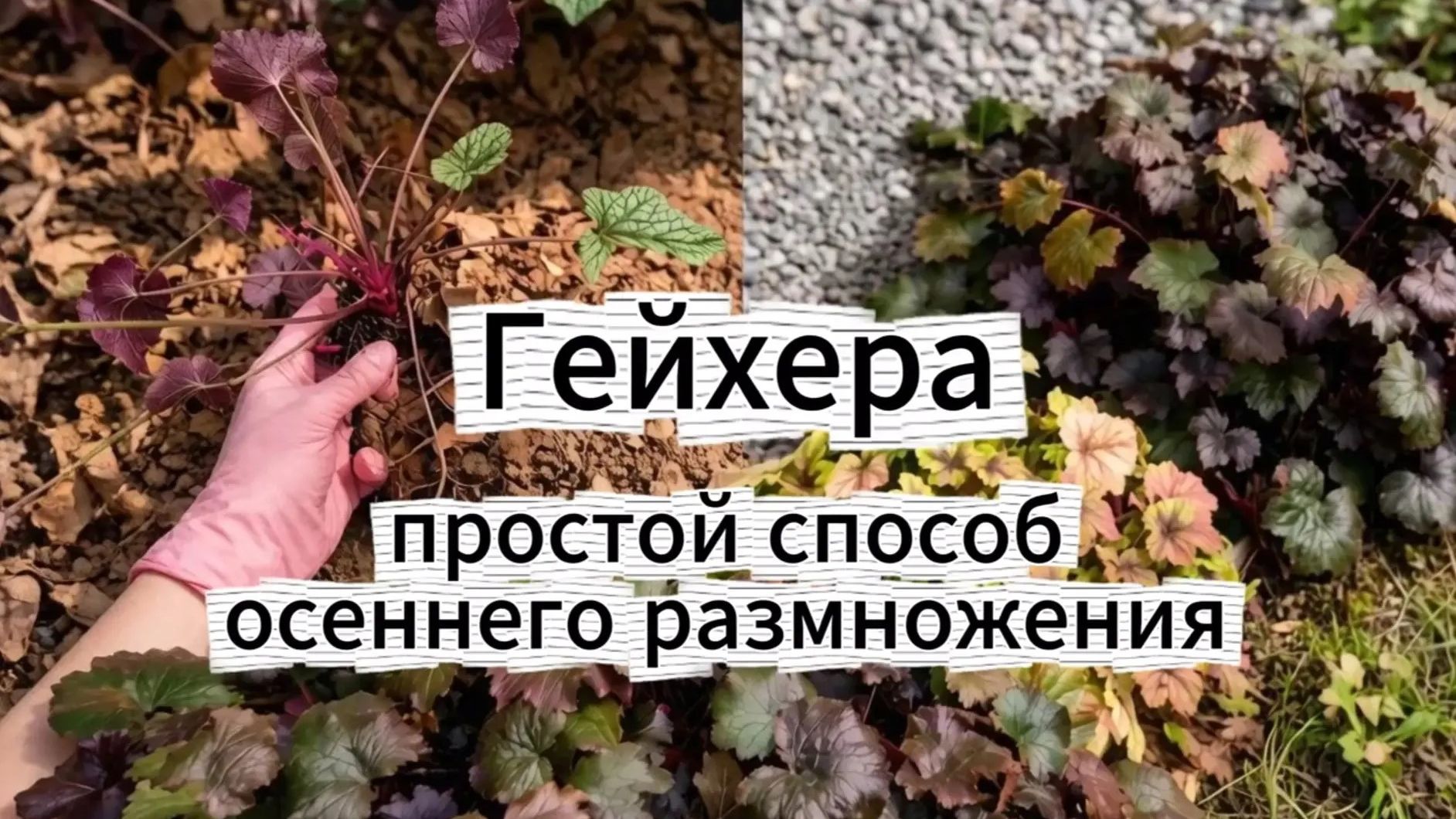 огород и эксперименты