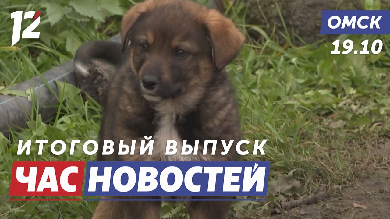 Брошенные животные / Вынужденная пересадка / Резкое изменение погоды. Новости Омска