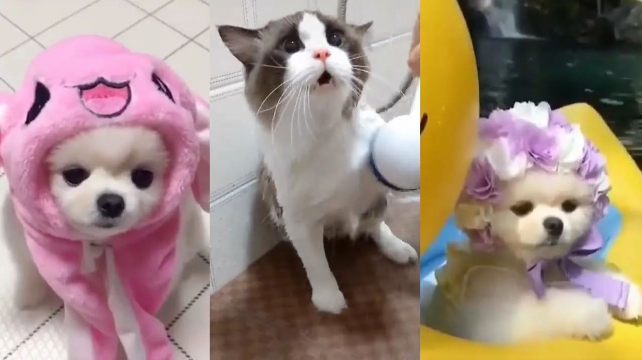СМЕШНО ДО СЛЕЗ 😹😍 СМЕШНЫЕ КОТЫ, ЛУЧШИЕ ПРИКОЛЫ С КОТАМИ, СОБАКАМИ КОШКИ,СОБАКИ , ЖИВОТНЫЕ 🥰