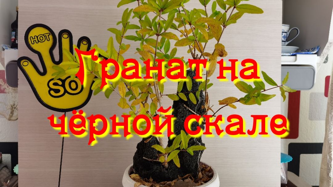 Гранат на черной скале развитие и формировка.