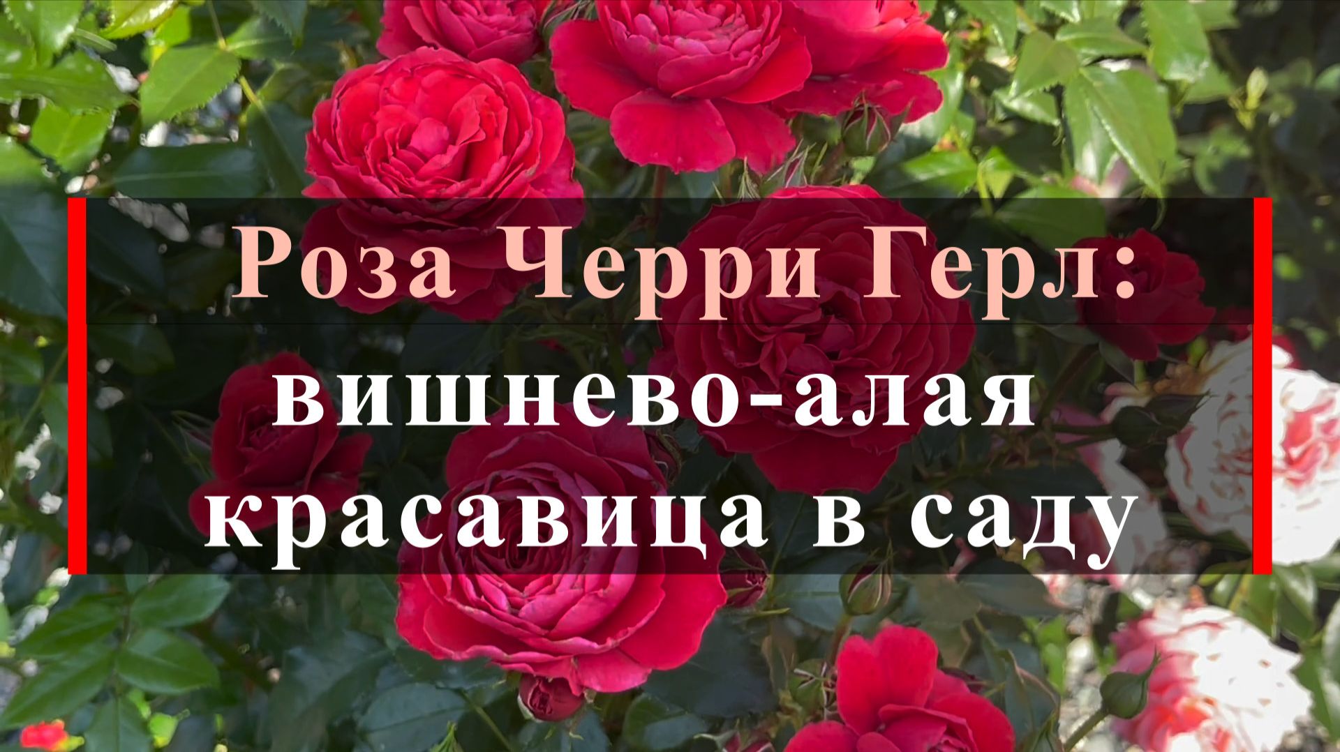 Обзор роз Питомника
