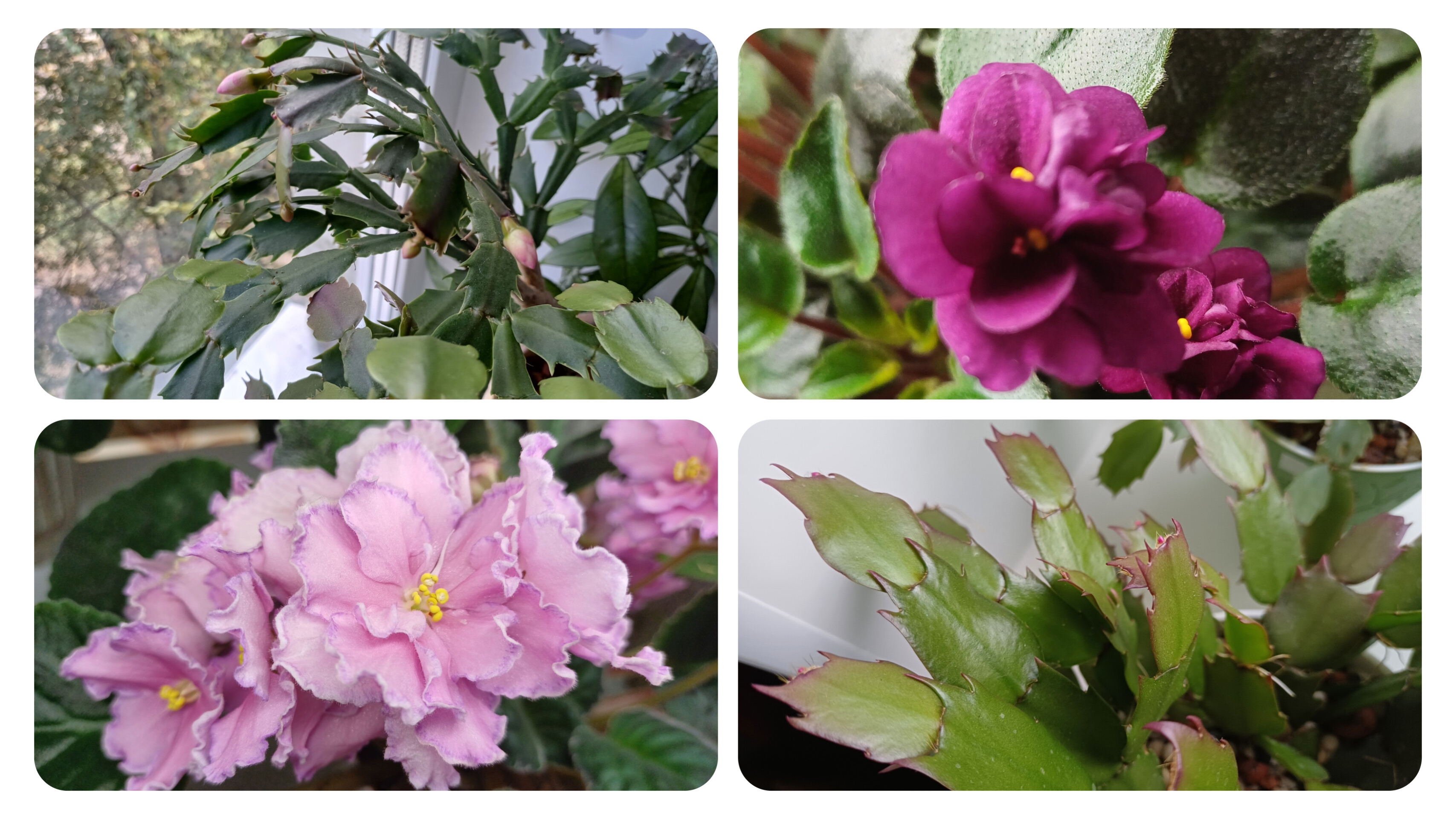 Комнатные растения🌹🌿🌹🌿🌹