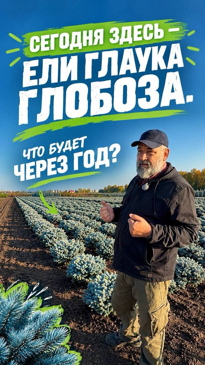 О питомнике растений ″ЁЛЫ-ПАЛЫ″