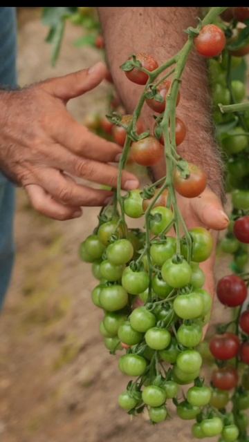 Супер урожайный ЧЕРРИ оригинальной окраски - ВИШНЯ ЧЕРНАЯ 🍒