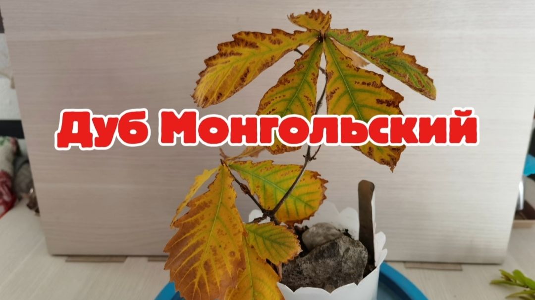 Бонсай с самого начала из желудя Дуба Монгольского.