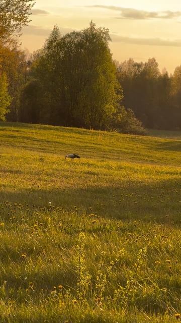 Милые сердцу пейзажи Псковской области. Если вы когда-нибудь бывали в этих краях, заметили как много