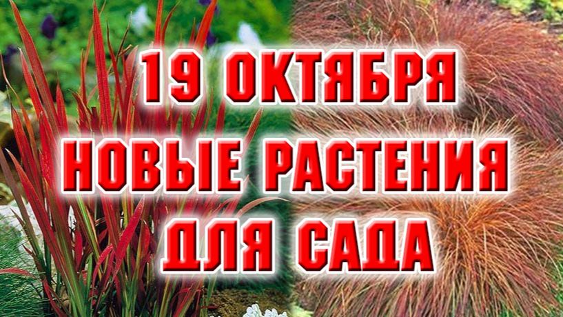 Любимая дача