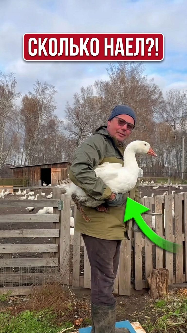 ТАМ УЖЕ ЗА СОТКУ?! 😱 Реальный вес деревенского гуся 🪿⚖️