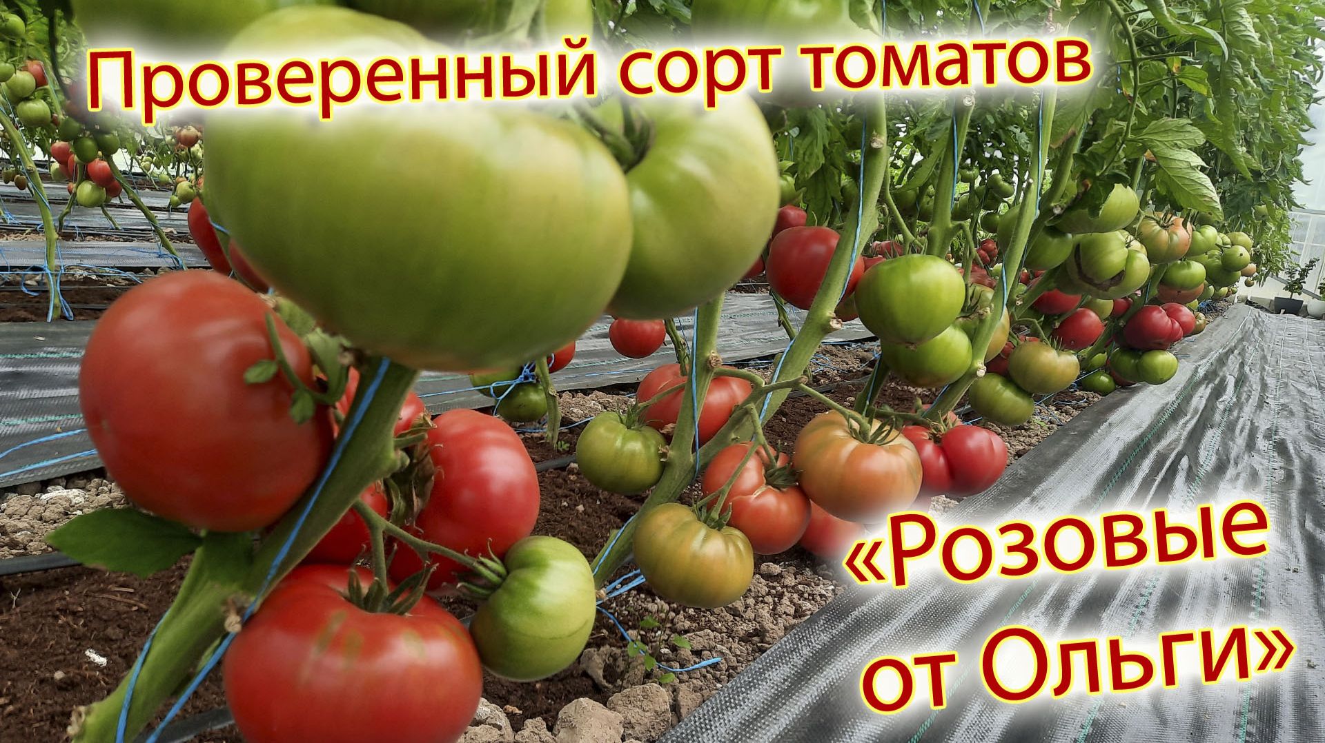 Проверенные сорта