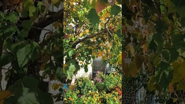 Цветы возле дома 20.10.26.