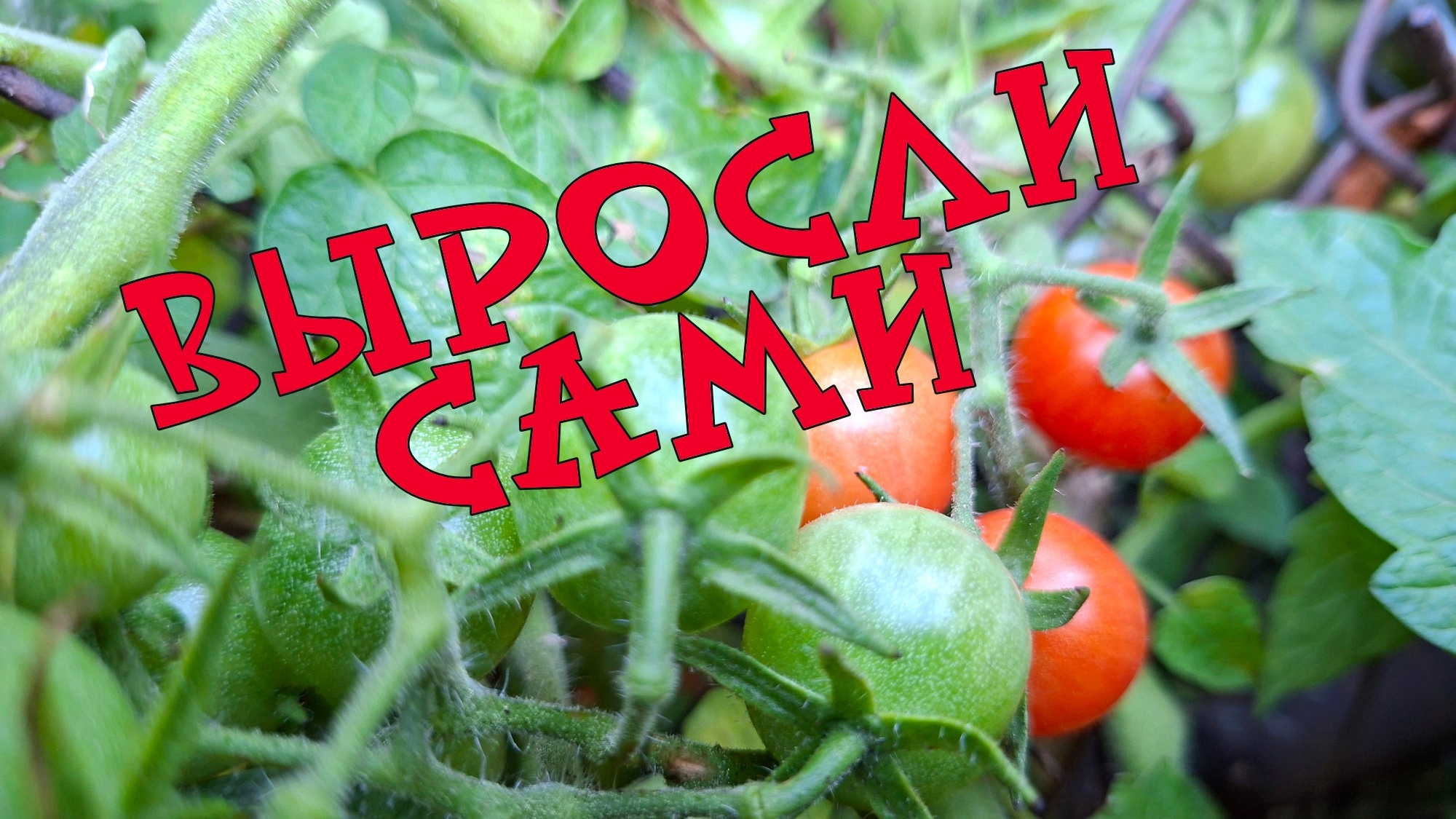 Александровка. Что делать? Они выросли сами!