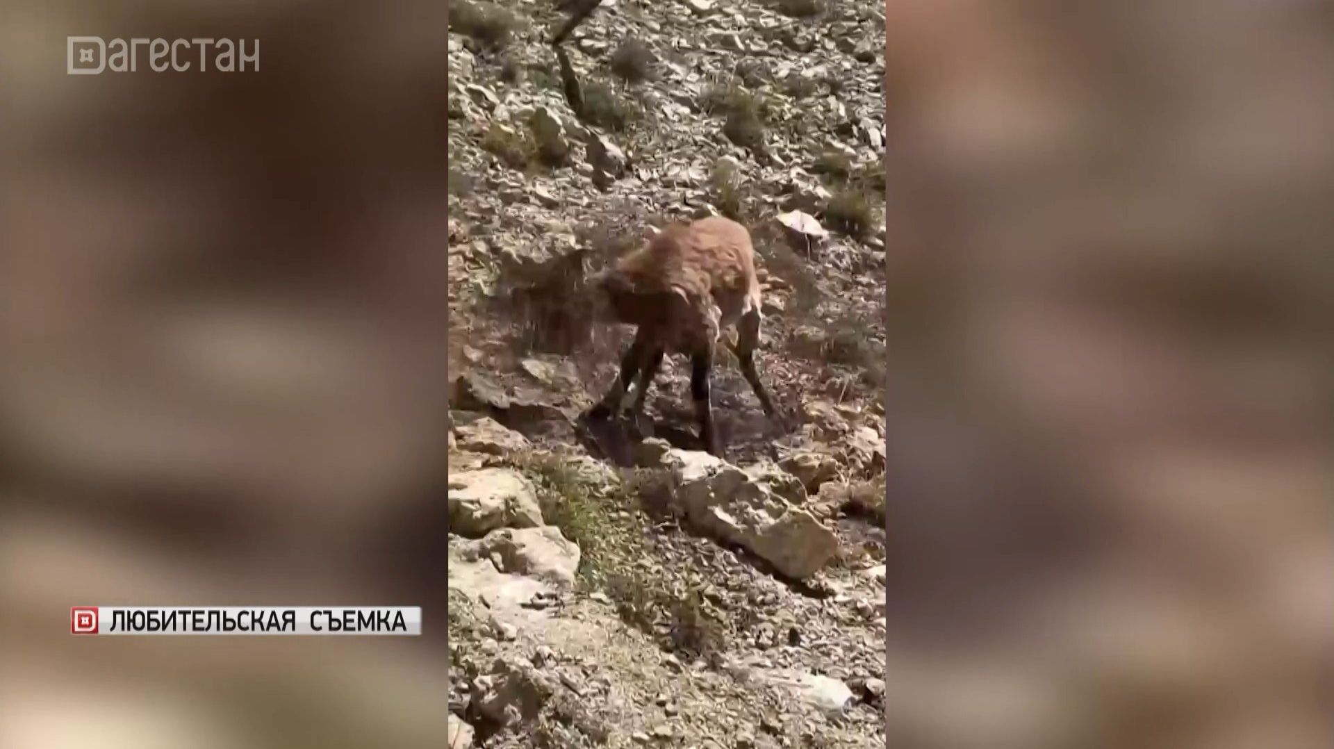 В Дагестане турист спас горную турицу, которая запуталась в проволоке