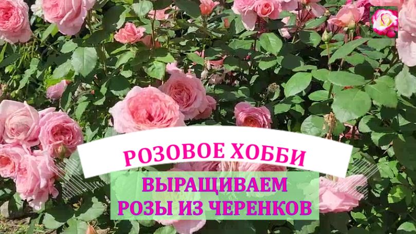 ПОСАДКА РОЗ