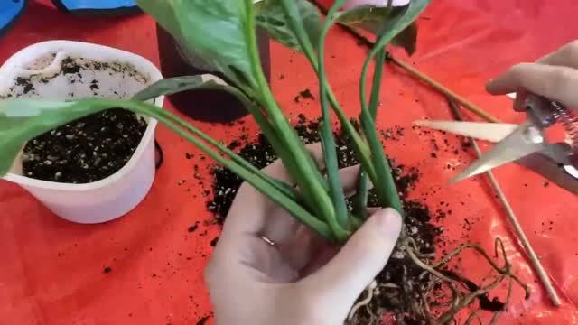 О растениях