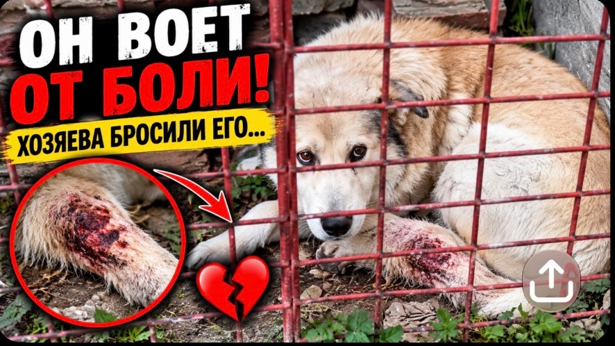 ОН ВОЕТ ОТ БОЛИ! Хозяева бросили его умирать…