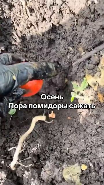 Огород