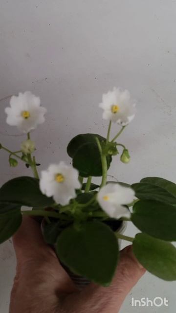 Миниатюрные фиалки