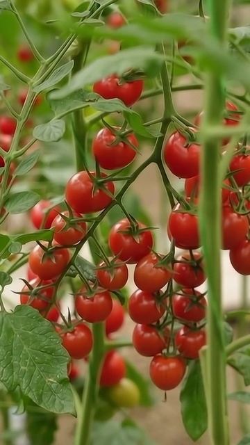 Очень сладкие Черри томаты