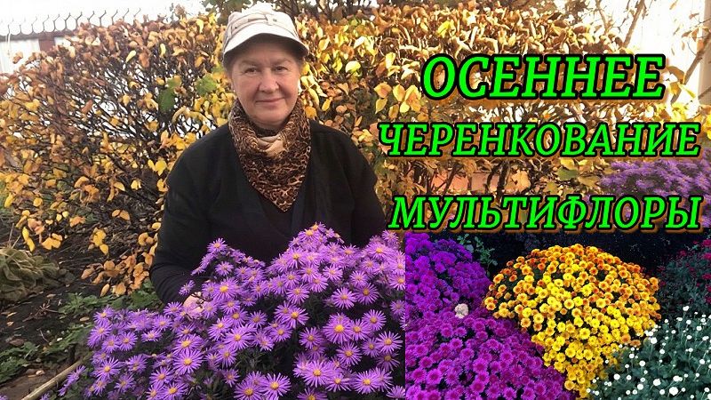 Укоренение черенков