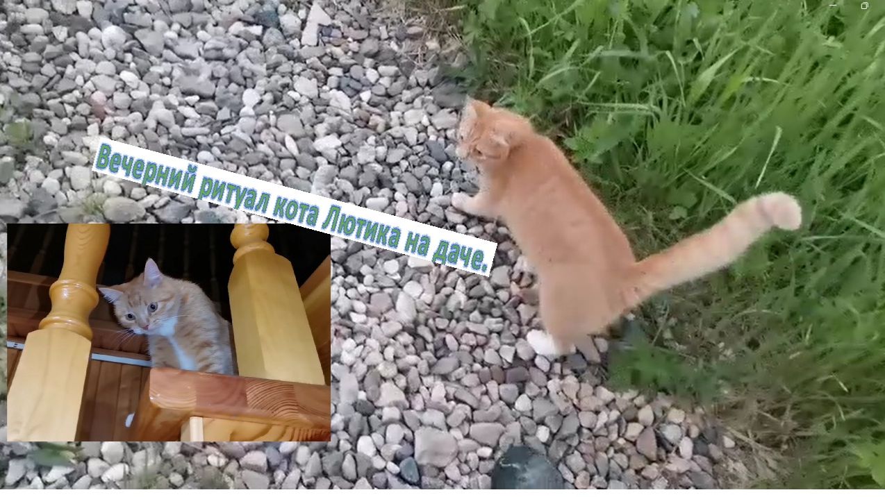 Котенок