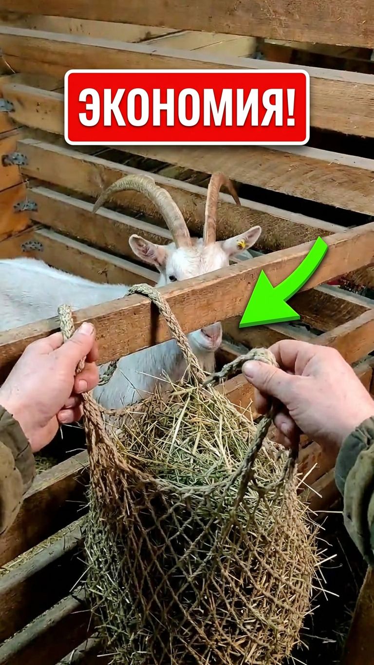 ЗАЧЕМ повесил сетки в загоне 🌾