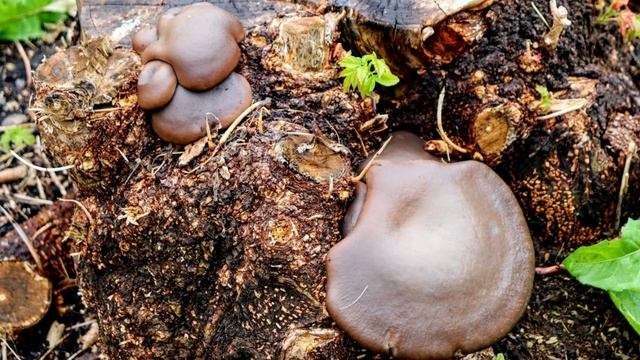 Природа Кемерово - Кузбасса