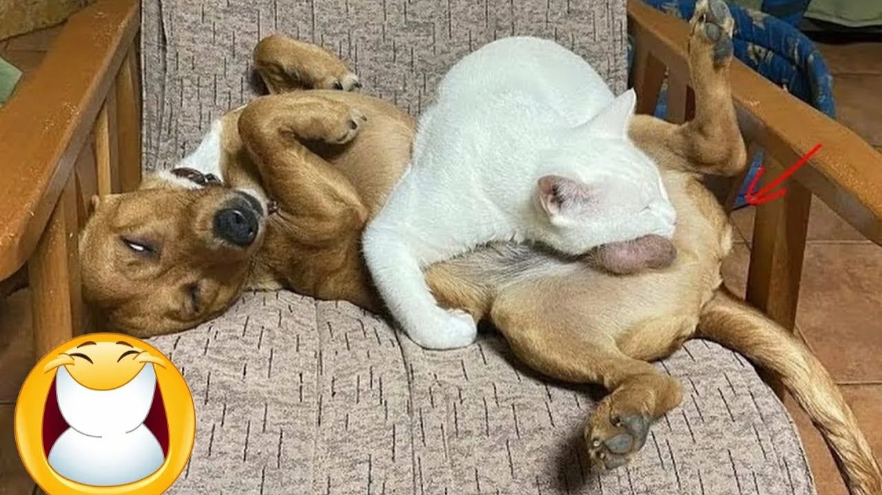 СМЕШНО ДО СЛЕЗ 😹😍 СМЕШНЫЕ КОТЫ, ЛУЧШИЕ ПРИКОЛЫ С КОТАМИ, СОБАКАМИ КОШКИ,СОБАКИ , ЖИВОТНЫЕ 🥰