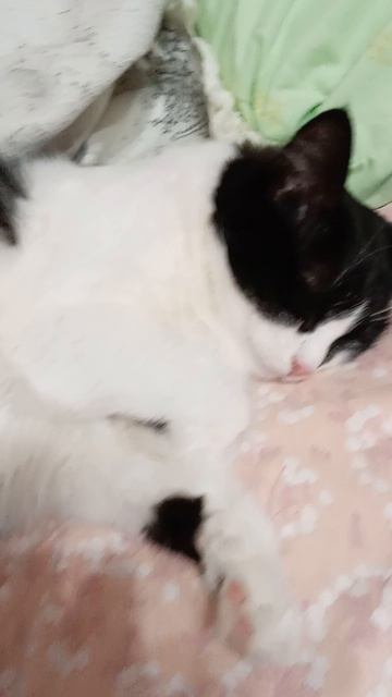 Кошки домашние