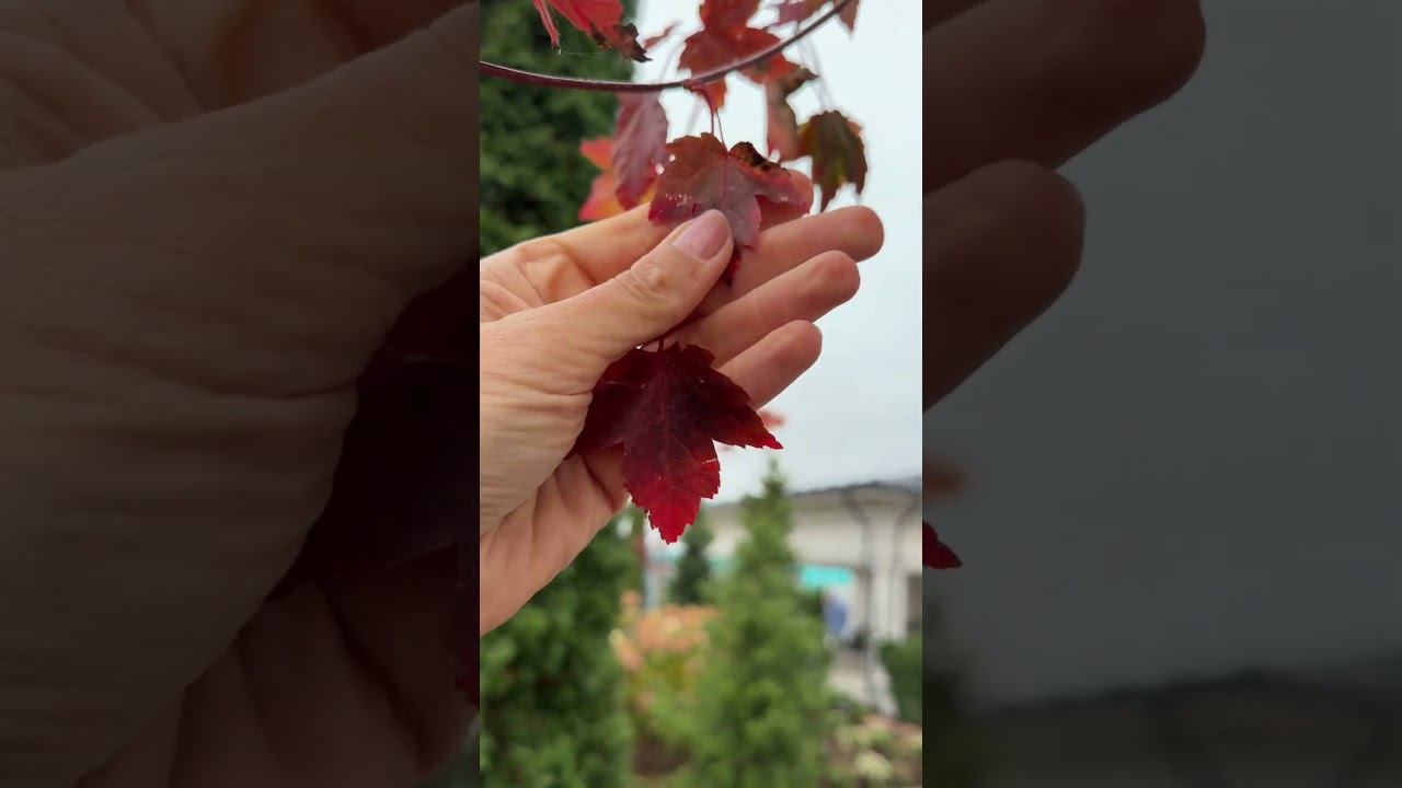 Какое растение окрасилось в вашем саду ярче всего?