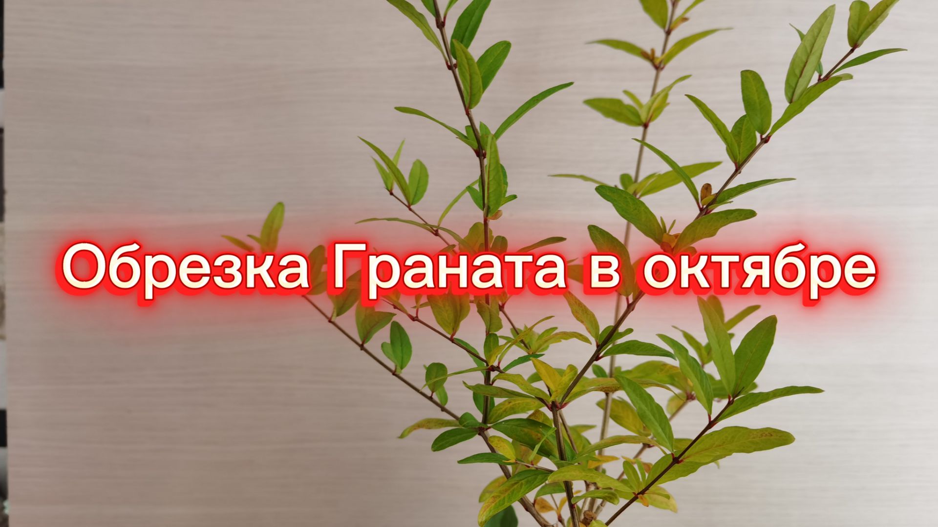 Всё о бонсай, обзоры.