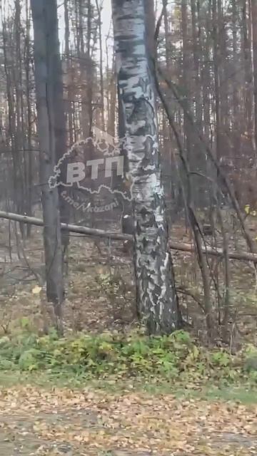 Рыжая гостья: возле Крутушки заметили лису