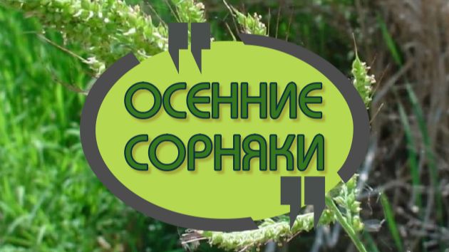 СПРАШИВАЛИ? ОТВЕЧАЮ.