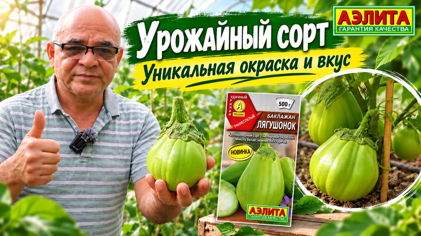 Уникальный сорт баклажана - ЛЯГУШОНОК