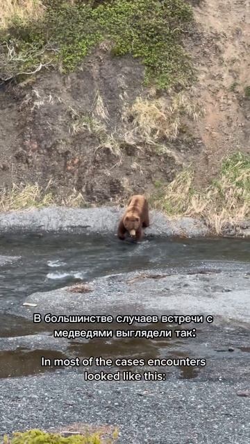Мануал на случай встречи с камчатским медведем