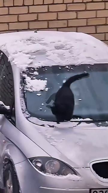 Самое смешное видео с котом😂😹🐈