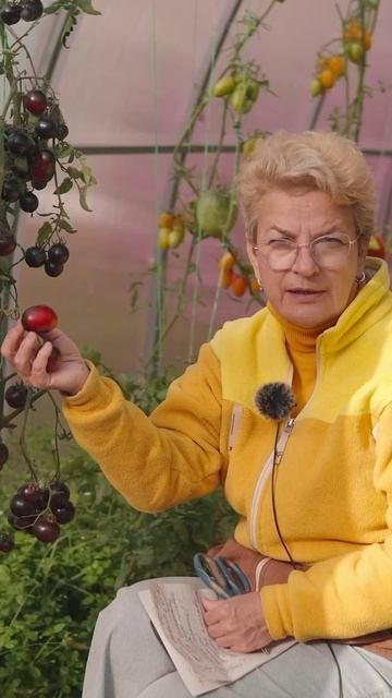 Томат БЛЮ ПИТТС 🍅 Насыщены антоцианами! 🔥