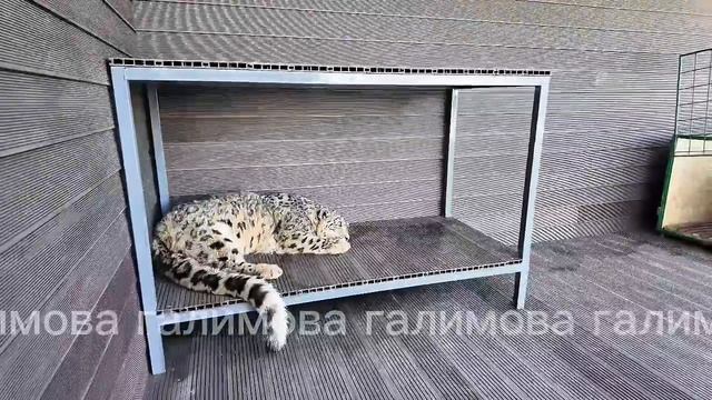 Открытие центра снежного барса "Ак-Илбирс" в Киргизии