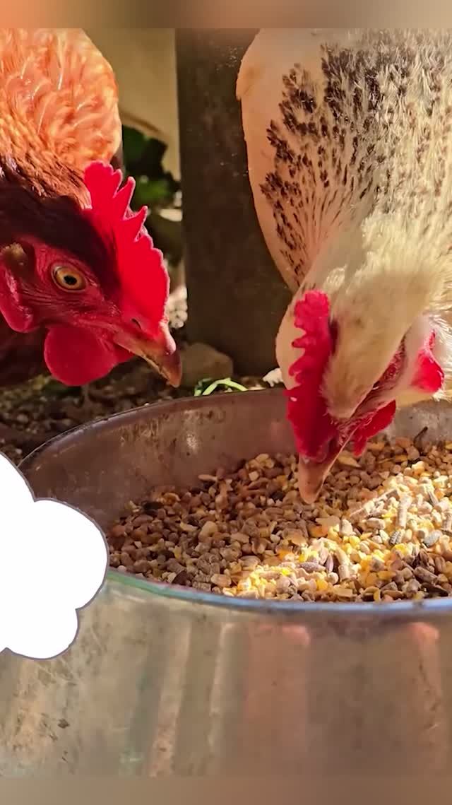 Курица