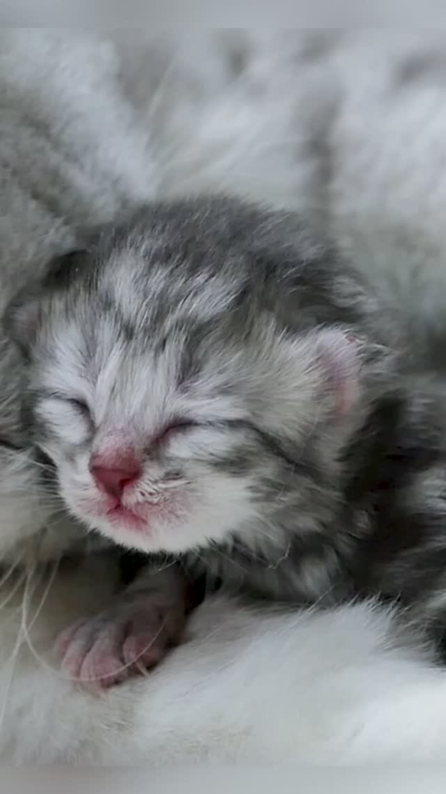 Кошка и котёнок