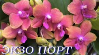 Обзор садовых центров